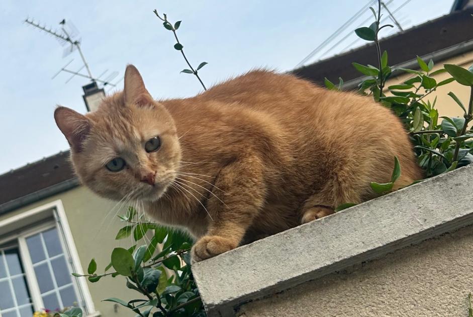Alerte Disparition Chat Mâle , 9 ans Savigny-sur-Orge France Alerte Disparition Chat Mâle , 9 ans Savigny-sur-Orge France