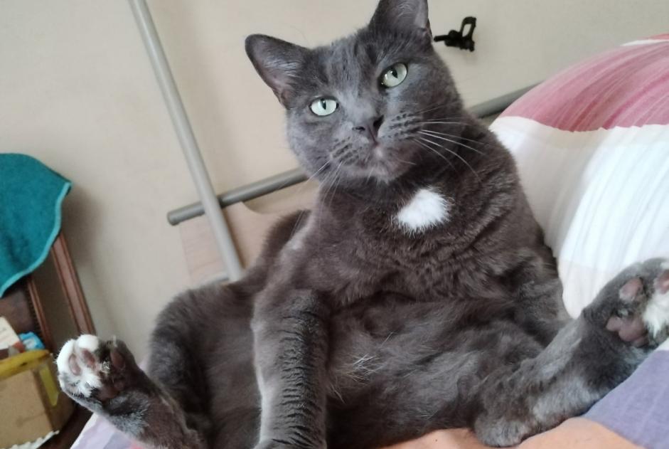Alerte Disparition Chat croisement Mâle , 6 ans Figeac France