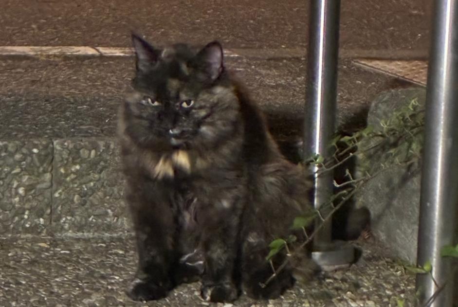 Alerte Découverte Chat Inconnu Strasbourg France Alerte Découverte Chat Inconnu Strasbourg France