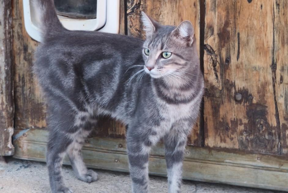 Alerte Découverte Chat Inconnu Peyrilles France