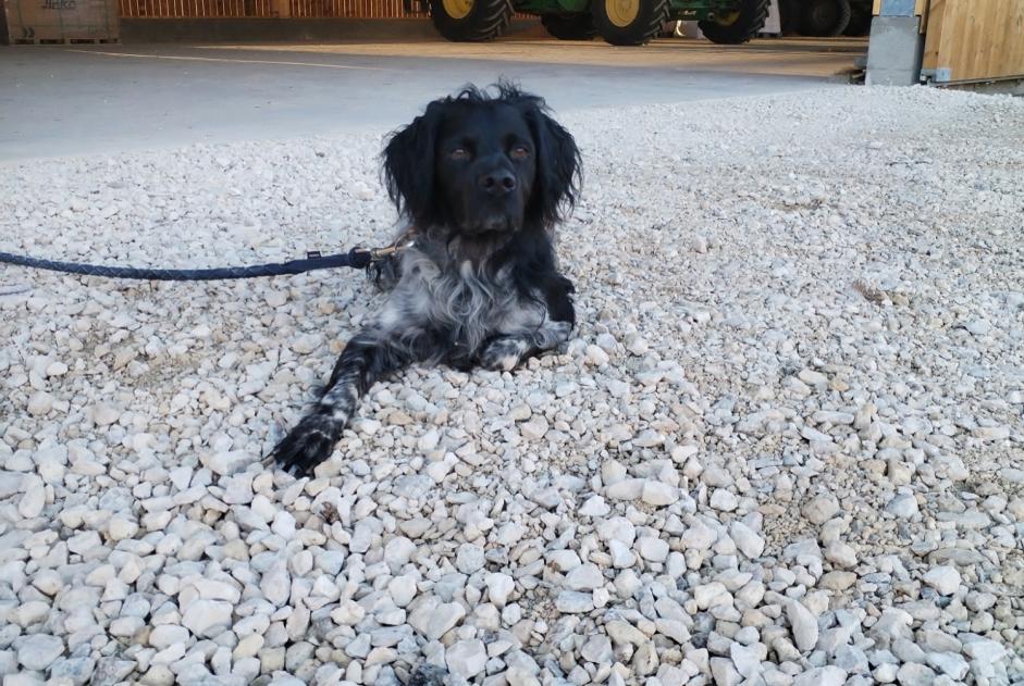 Alerte Découverte Chien  Mâle Roinville France