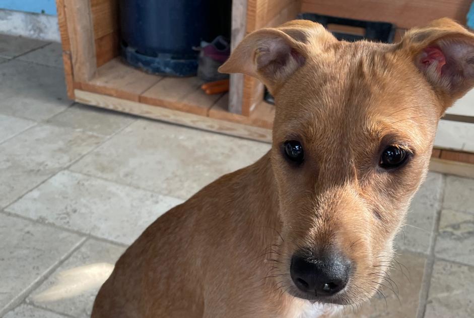 Alerte Découverte Chien croisement Femelle Porte-du-Quercy France