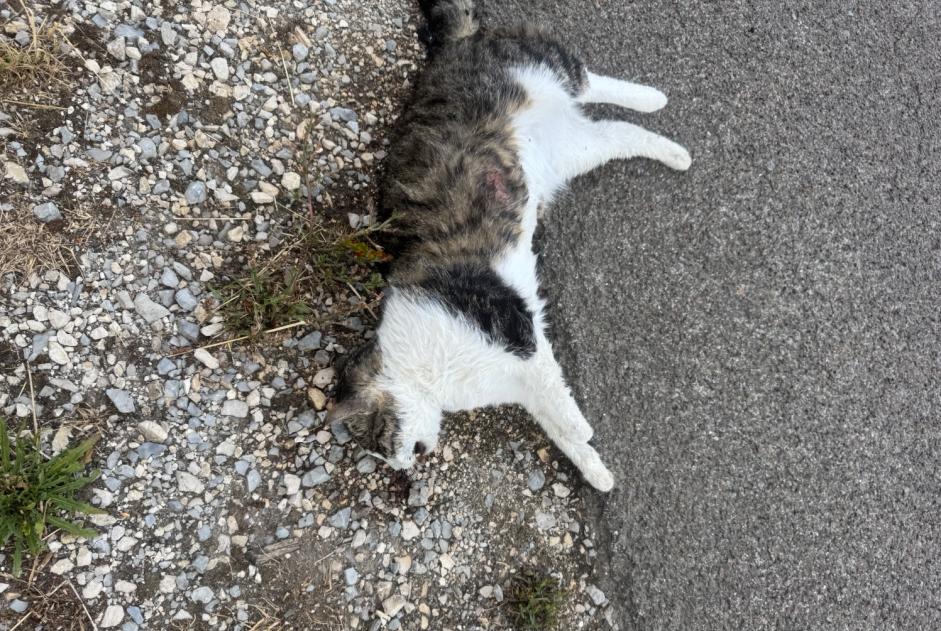 Alerta descoberta Gato Desconhecido Valdahon France Alerta descoberta Gato Desconhecido Valdahon France